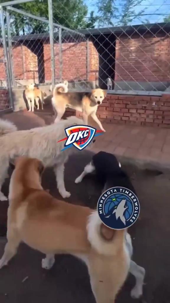 太有活了！美媒惡搞：狗王雷霆嚇退掘金灰熊，把森林狼按地上